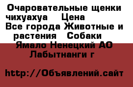 Очаровательные щенки чихуахуа  › Цена ­ 25 000 - Все города Животные и растения » Собаки   . Ямало-Ненецкий АО,Лабытнанги г.